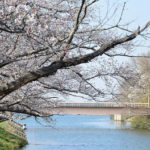 桜満開！福岡堰でお花見