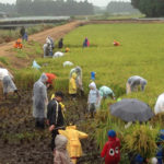 実りの秋！みずほの村市場「米作り体験・稲刈り」