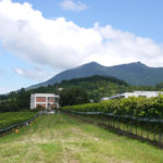 筑波山麓のワイン「つくばワイナリー」でブドウ収穫体験！