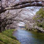 「福岡堰」の桜並木を堪能！