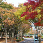 深まりゆく秋！紅葉の筑波大学