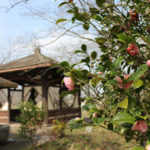 桜の名所「北条大池」の乙女椿