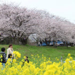 桜満開！つくばエリア屈指のお花見スポット「福岡堰」