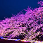 これぞ「科学のまちつくば」な桜。東光台研究団地で夜桜鑑賞♪