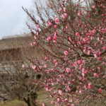 梅開花！新春の筑波山へ