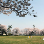 満開の桜に囲まれて「手代木公園」
