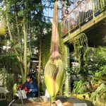世界最大の「花」ショクダイオオコンニャクを見に筑波実験植物園へ！