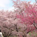早咲きの桜スポットで春のウォーキング♪