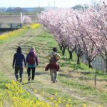 守谷でのんびり散歩日和♪早咲き桜の散歩道