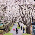 春爛漫♪TXつくば駅～守谷駅周辺の桜スポット
