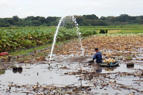 これからが旬 生産量日本一 茨城県のレンコン 子どもを育む街 つくばスタイルblog