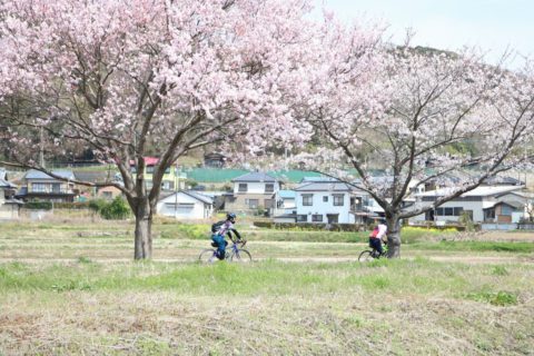 つくばの桜めぐり 子どもを育む街 つくばスタイルblog